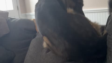 German Shepherd Rolls Down the Couch