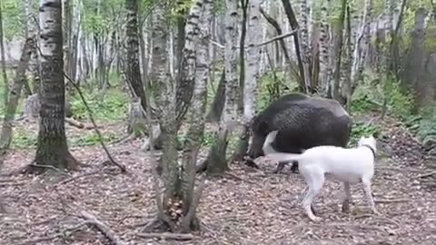White Dog Vs Black Pig