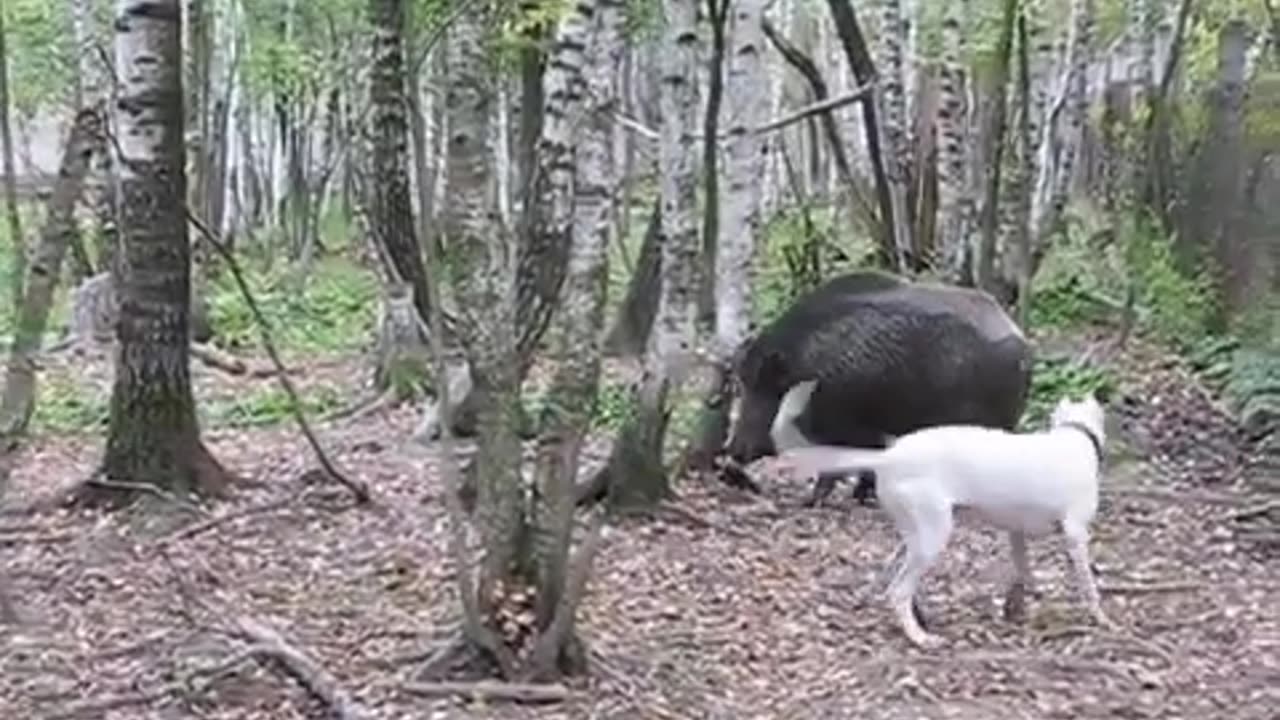 White Dog Vs Black Pig