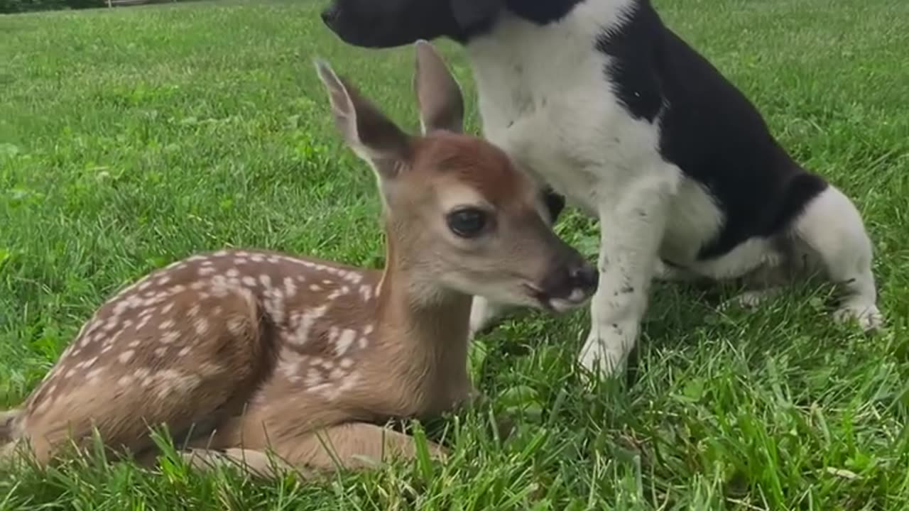 Pup and Fawn Become Friends