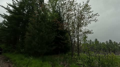 The Cutest Thing On The Internet | Wildlife Videography | Algonquin Park