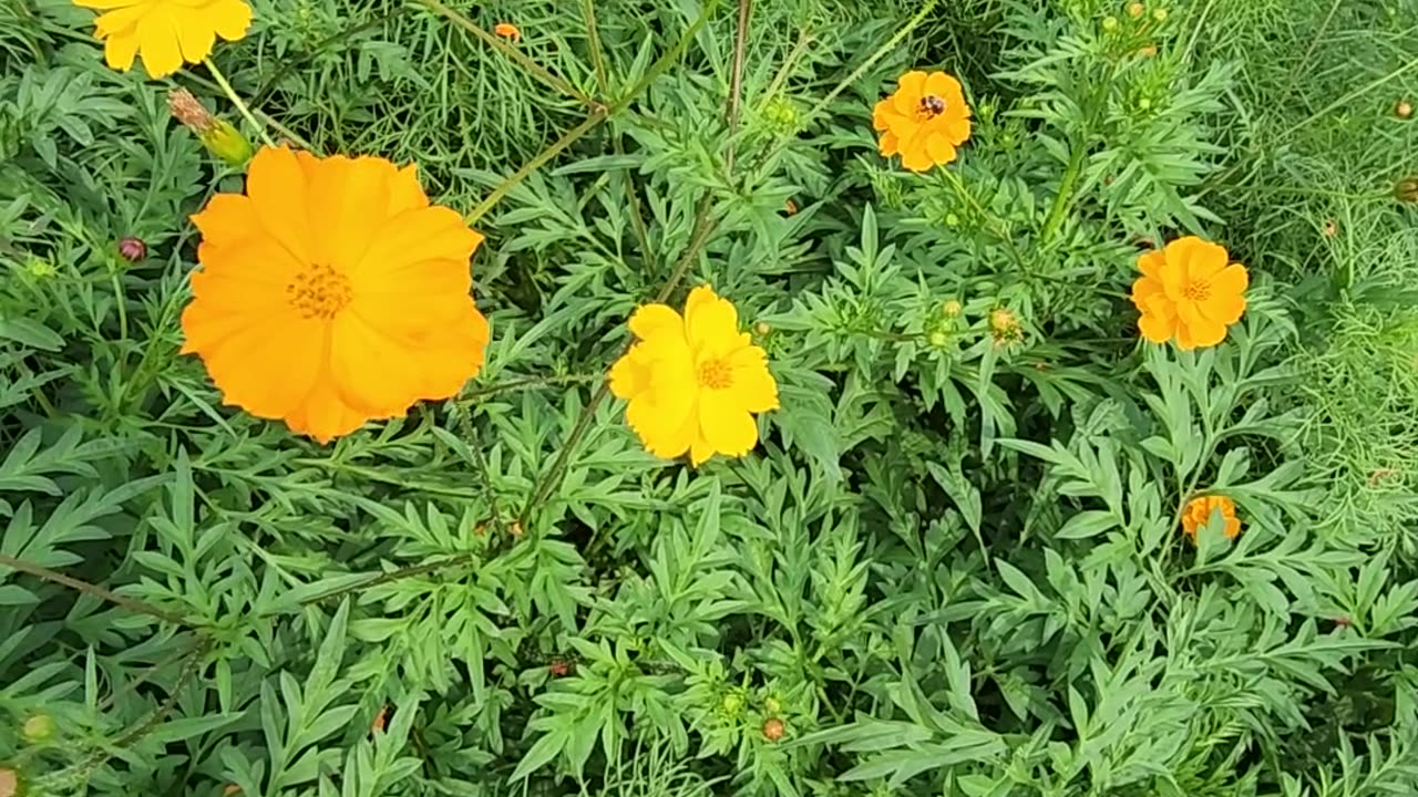 FEATURE BEE PRESENTATION!