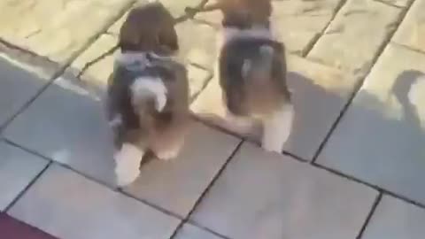 Little Teamwork