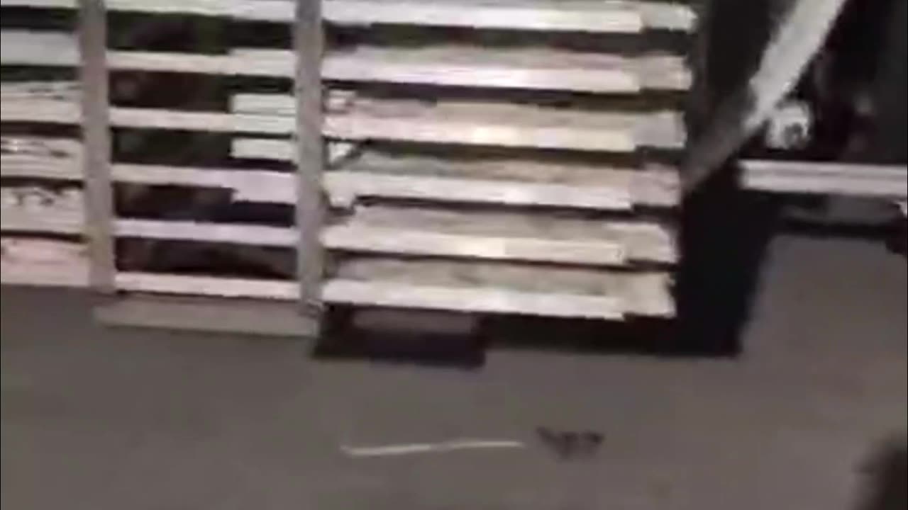 food freeze dryer