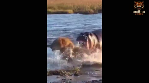 Hippos are most territorial mammals in the world