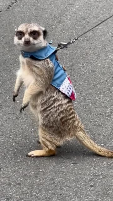Meerkat in Taiwan
