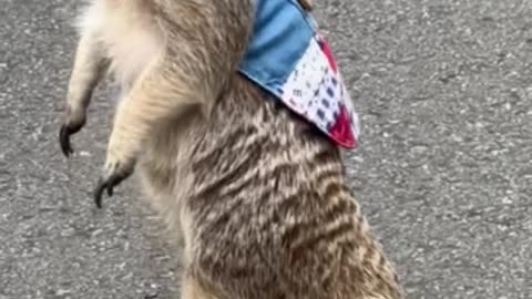 Meerkat in Taiwan