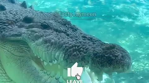 Giant Fish Arapaima|Unbelievable Facts|Interesting Facts|#shorts #youtubeshorts #fish #giant #fish