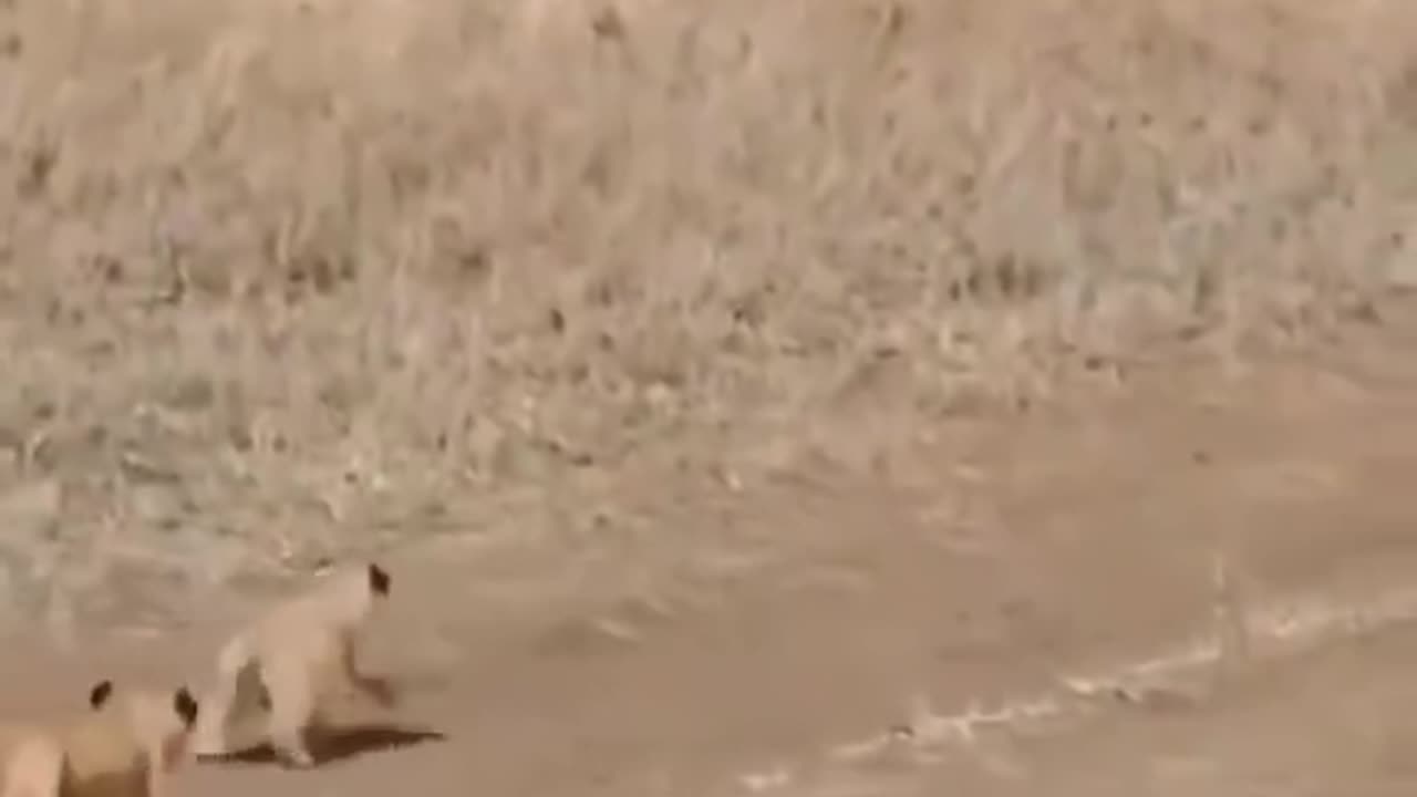 So this is love 😍 the typical father is running from his kids 😂♥️