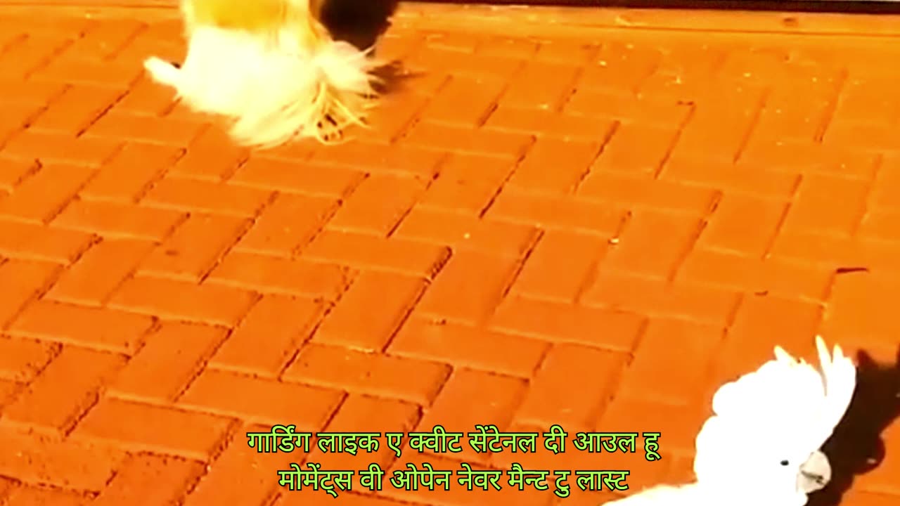 Cutest Animal Bonds Ever Seen