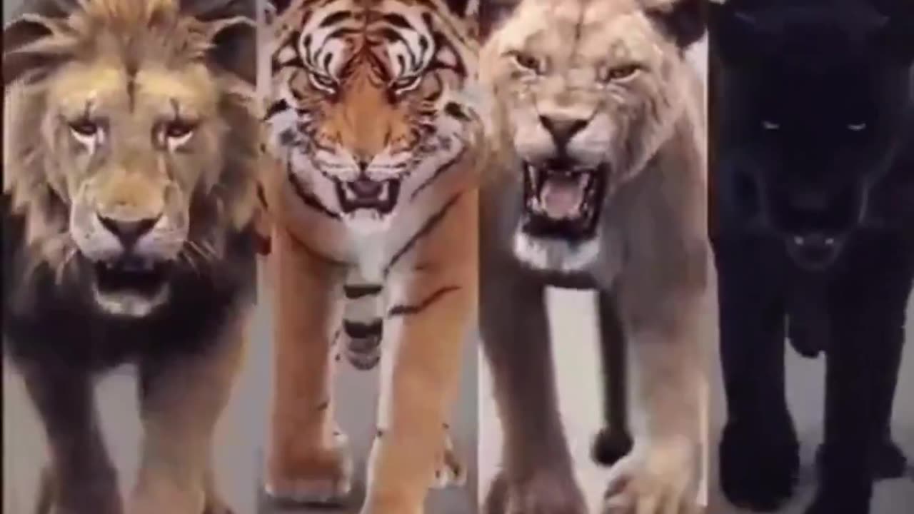 Big cats..