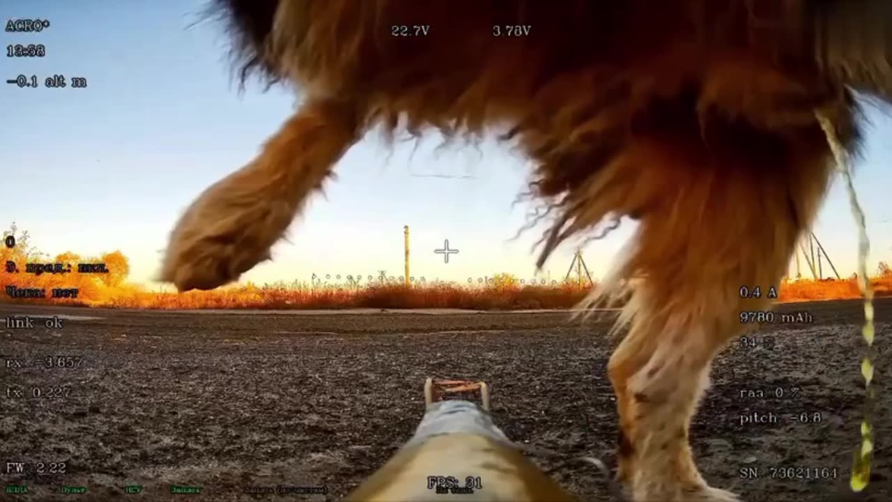 Good Doggy — Tries to Mark the Drone, Knows It’s Up to No Good 😂
