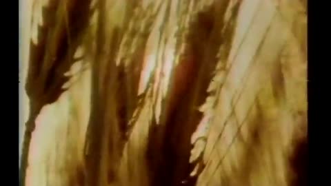 1977 Golden Grahams Cereal AD