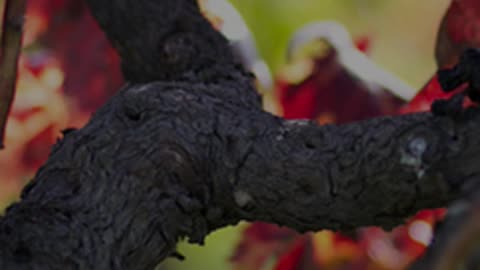 Vine of the Earth