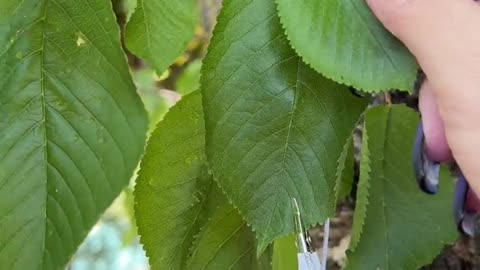 Ever heard what a wild cherry tree sounds like?