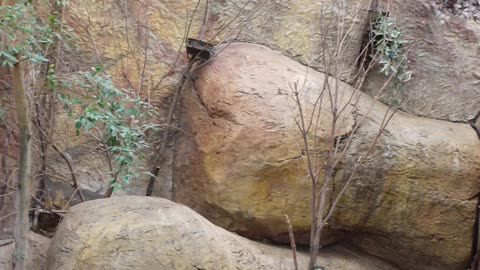 Mouse Deer at El Paso Zoo in Texas