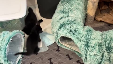 😂💡 She Climbs In There On Purpose... Why?! | FunFM