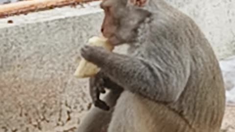 Clever Monkey Peels Crust Off Bread Before Eating