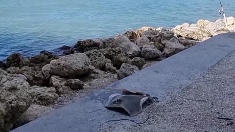 a pesca sotto uno dei ponti della florida con esca gamberi, shrimp, e granchi, crab_part4