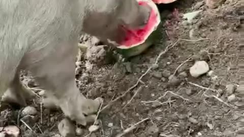 Poppy Enjoying Watermelon