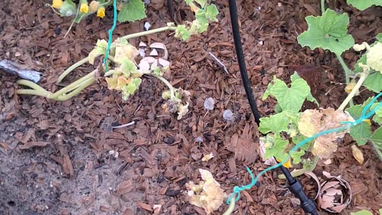 Melon bed...cucumber watermelon and cantaloupe