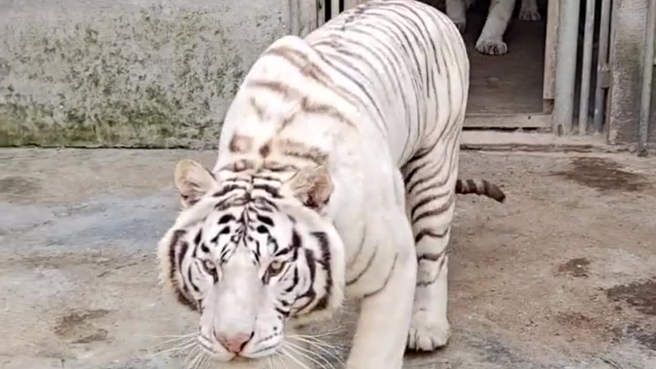 white tiger
