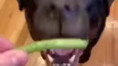 High Speed Dog