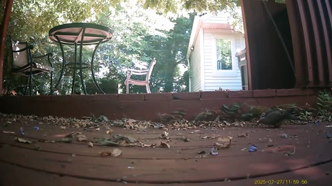 Wildlife Filmed By Haza PR800 Wild Camera, Levagood Area, Dearborn, Michigan, July 25 To 31, 2025