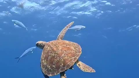 Fish Use Turtle as a Scratching Post