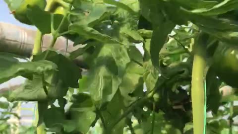 Leaf pruning in tomato