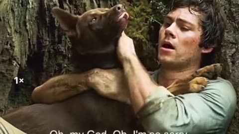 human assistance dog