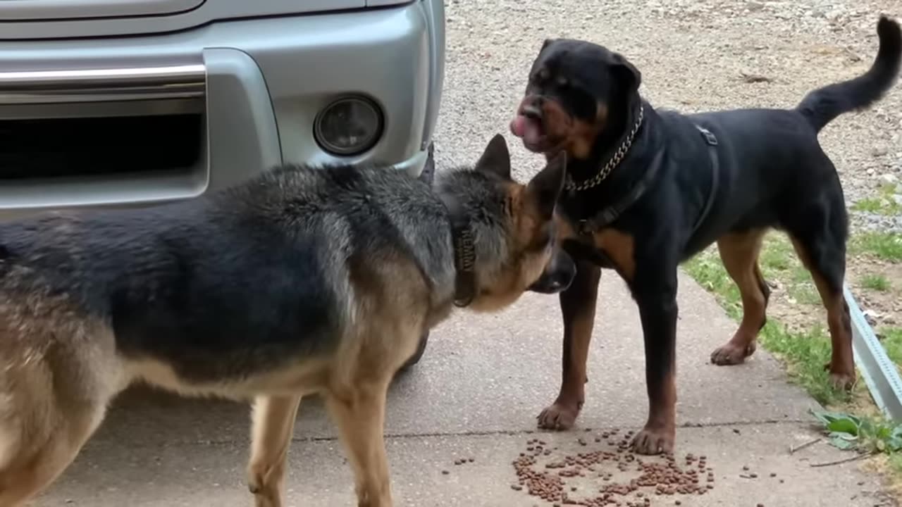 aggressive-one-year-old-rottweiler-challenges-alpha-german-shepherd