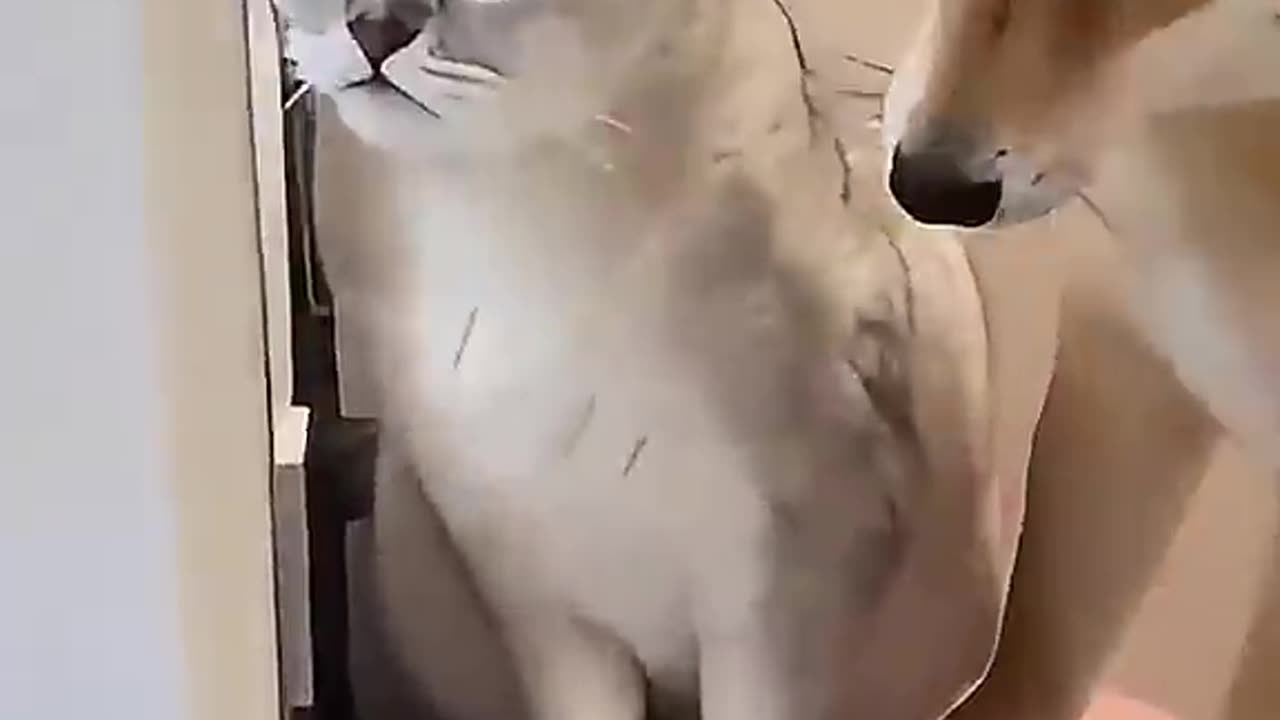 When you have cats and dogs at home