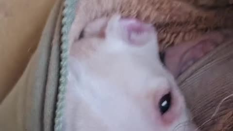 When she was still a litte puppy hiding