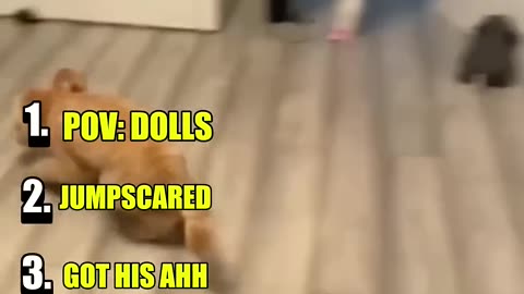 ranking funny animals