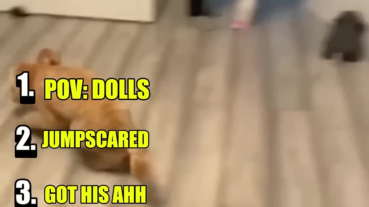 ranking funny animals
