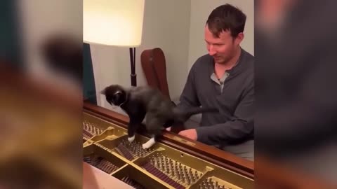 Funny ANIMALS videos 😂 ｜ Funniest Cats and Dogs 2025 🐶😼