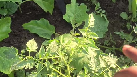 সবজি বেডে কত পরিমাণ সবজি হয়? 🥬🌱 বিস্তারিত লাইভ দেখুন | Siraj Tech