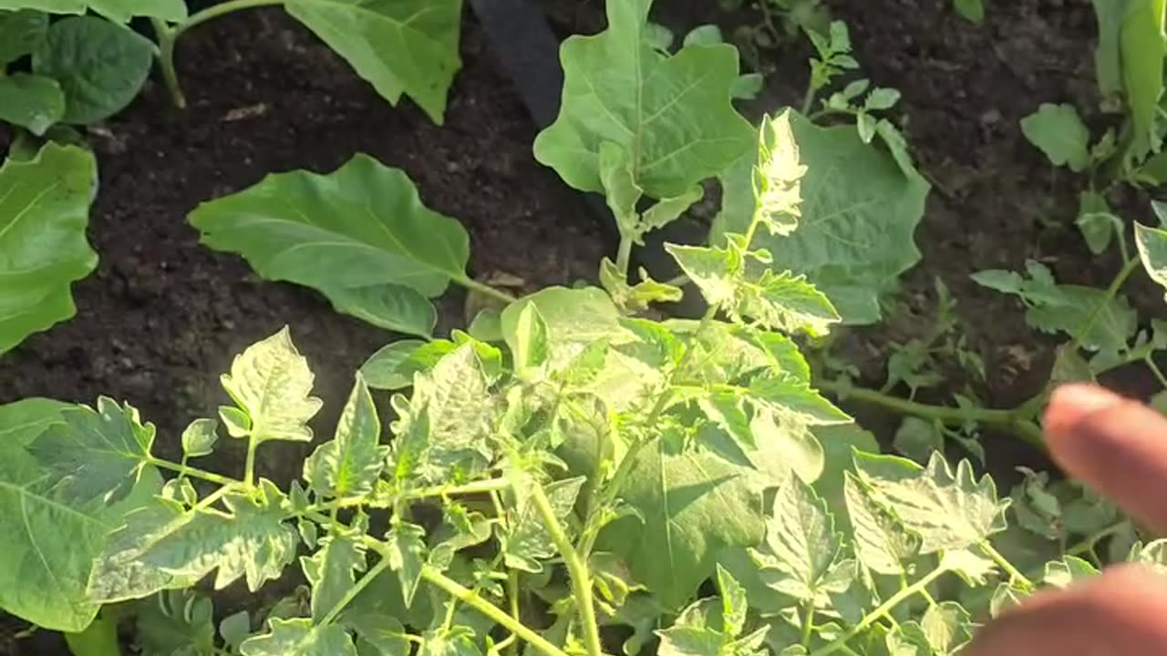 সবজি বেডে কত পরিমাণ সবজি হয়? 🥬🌱 বিস্তারিত লাইভ দেখুন | Siraj Tech