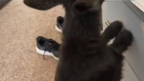 Goat Gang Life