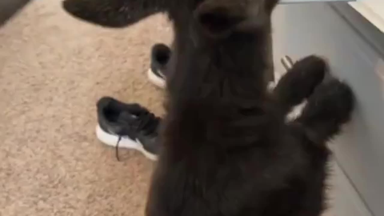 Goat Gang Life