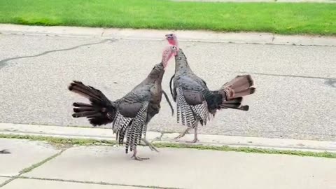 😂🦃 Epic Wild Turkey Battle in a Driveway! | FunFM