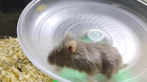 Hamster playing saucher