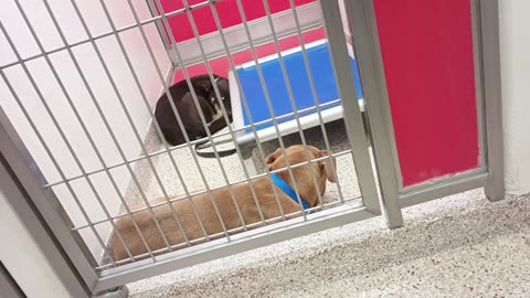Touka -tan4y A871404 Kuri 1y A868541 kennel 168 PACC shelter needed space backs away@end_20250611_760
