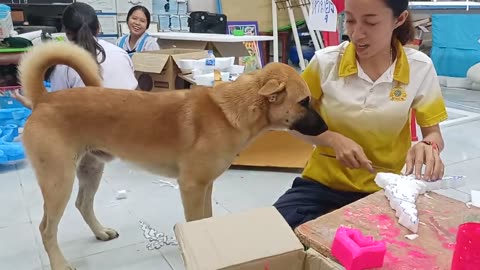 OVEREXCITED Dog Can't Stop LOVING His Owner! 🤣