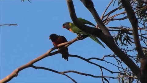 Fighting Lorikeets 8