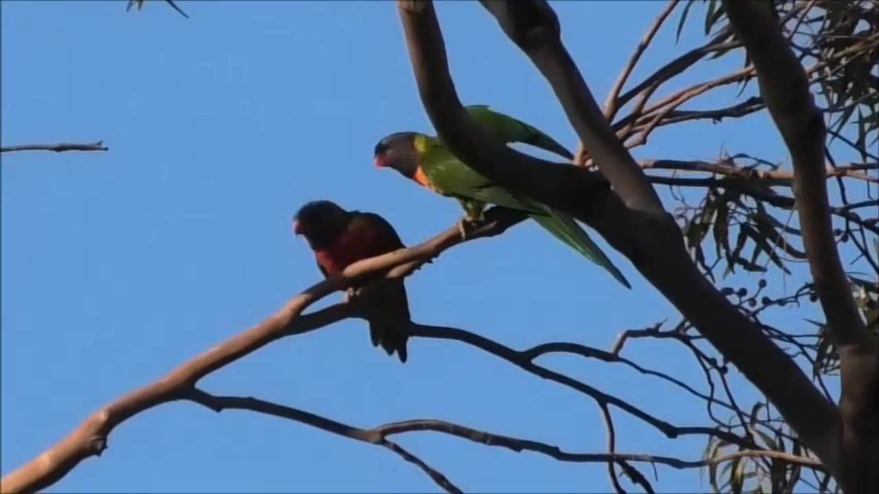 Fighting Lorikeets 8