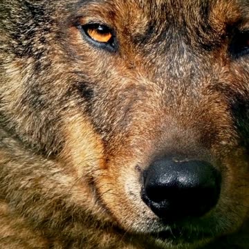 Eyes of the Alpha 🐺🌲 | Sounds of Nature