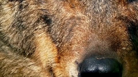 Eyes of the Alpha 🐺🌲 | Sounds of Nature
