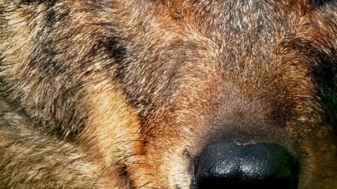 Eyes of the Alpha 🐺🌲 | Sounds of Nature